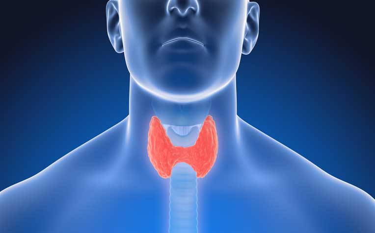 Thyroid: What Is It